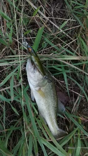 ラージマウスバスの釣果