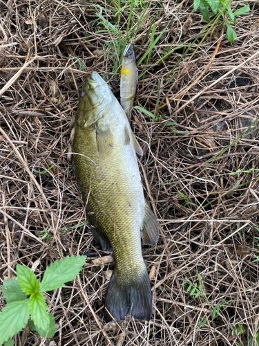 スモールマウスバスの釣果