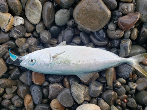 ワカシの釣果