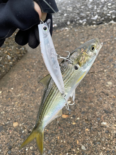 コノシロの釣果