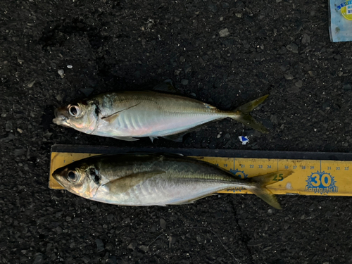 アジの釣果