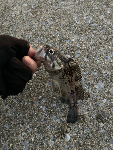 クロソイの釣果