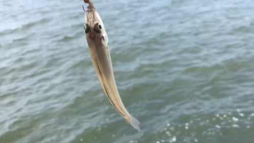 シロギスの釣果