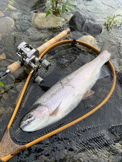 レインボートラウトの釣果