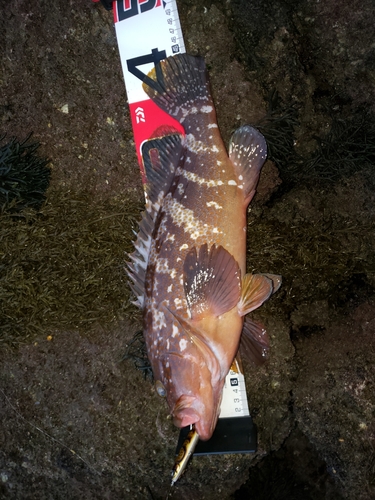 アコウの釣果