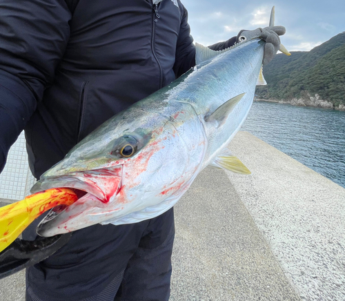 ヤズの釣果