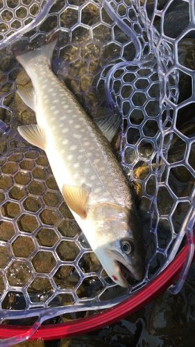 アメマスの釣果