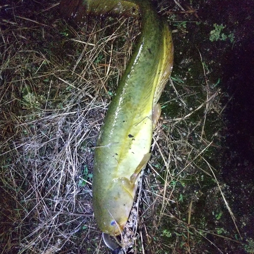 マナマズの釣果