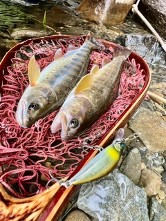 アマゴの釣果