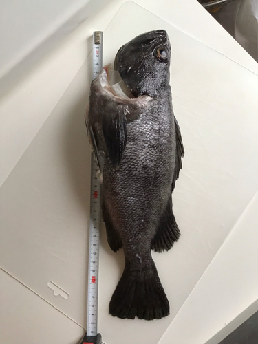 クロソイの釣果