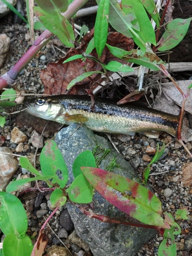 アブラハヤの釣果