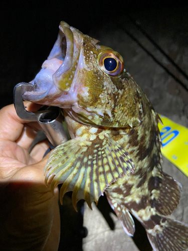 ガシラの釣果