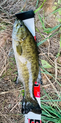 スモールマウスバスの釣果