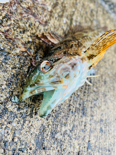 アナハゼの釣果