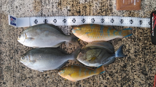 ヒブダイの釣果