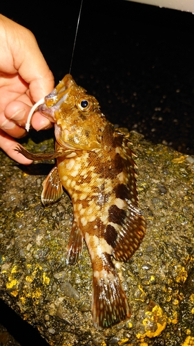 イソカサゴの釣果