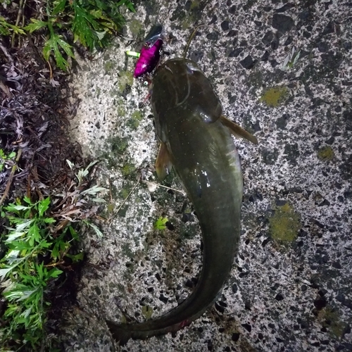 マナマズの釣果