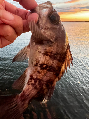 メバルの釣果