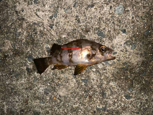 シロメバルの釣果