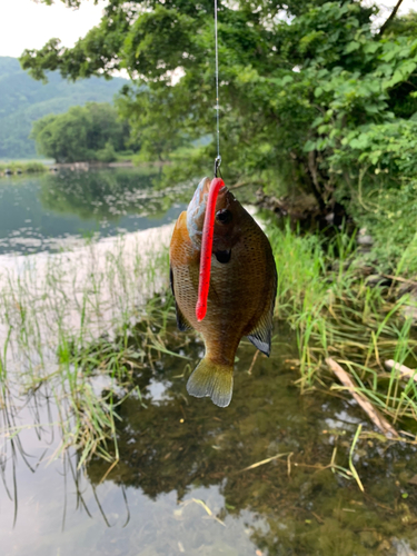 ブルーギルの釣果