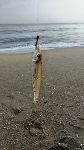 キスの釣果