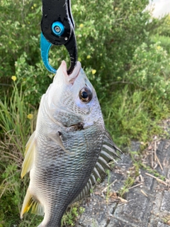 キビレの釣果