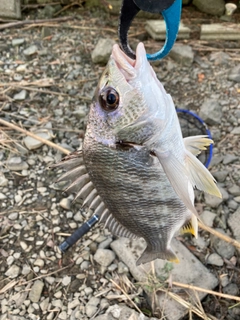 キビレの釣果