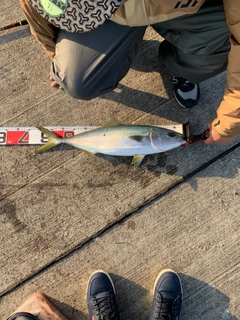 ブリの釣果