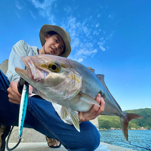 カンパチの釣果