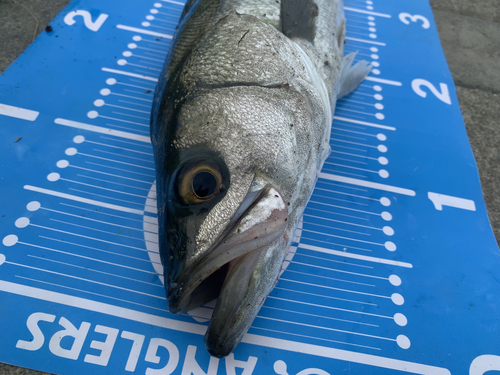 シーバスの釣果