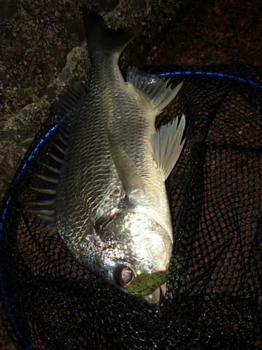 キチヌの釣果