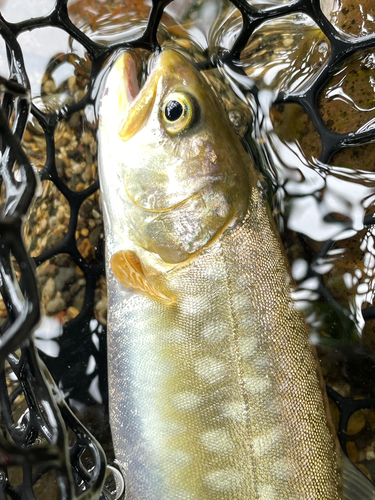 アメマスの釣果