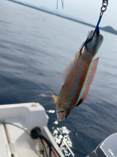 ニシキベラの釣果