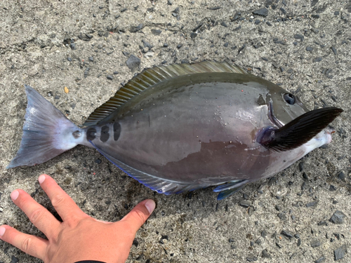 ニザダイの釣果