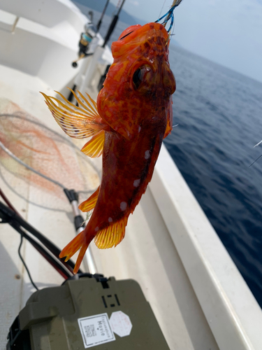 ウッカリカサゴの釣果