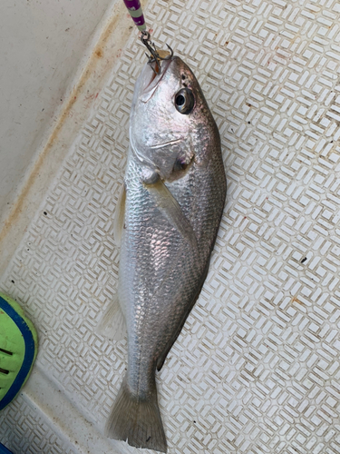 イシモチの釣果