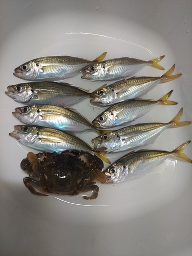 アジの釣果