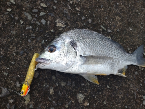 キビレの釣果