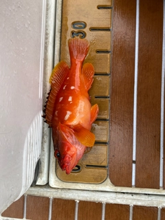アカハタの釣果