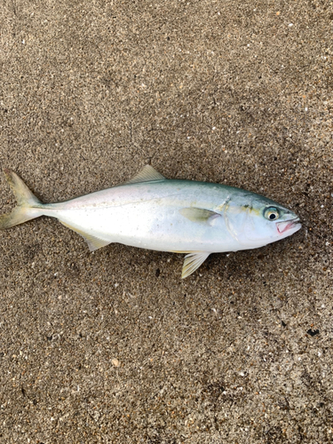 ネリゴの釣果