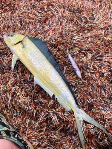 シイラの釣果