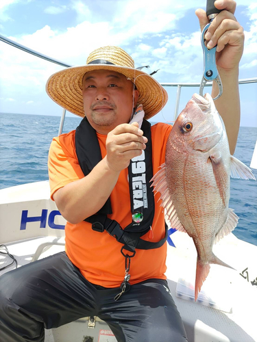 マダイの釣果