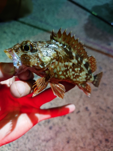 カサゴの釣果