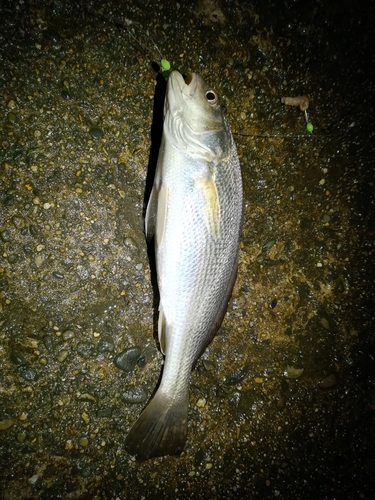 イシモチの釣果