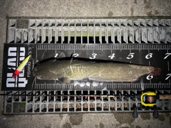 マナマズの釣果