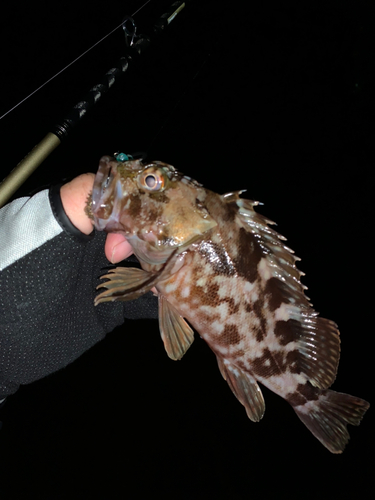 カサゴの釣果