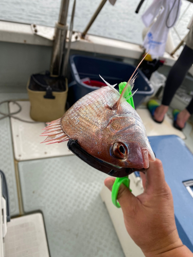 マダイの釣果