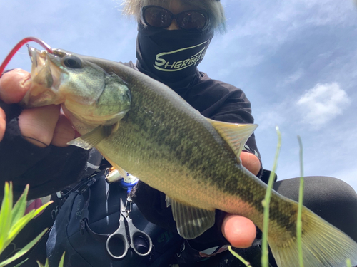 ブラックバスの釣果