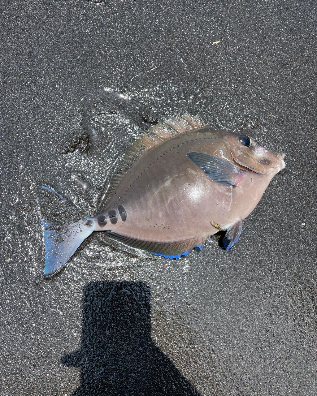 オオモンハタ