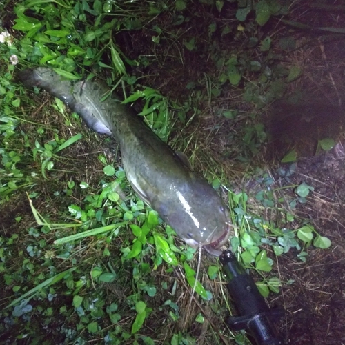 マナマズの釣果